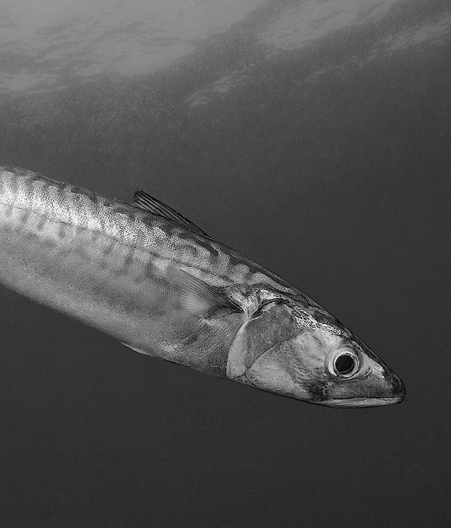 Atlantic mackerel