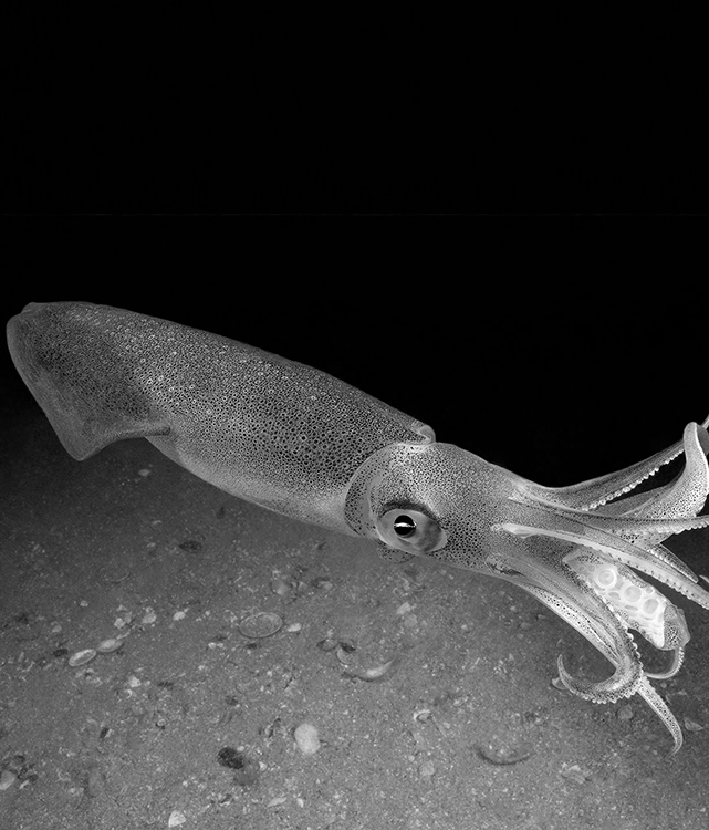 Patagonian squid