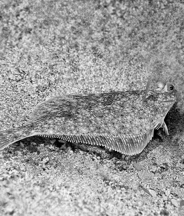 Yellowtail flounder